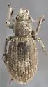 Eucyllus vagans - photo 4