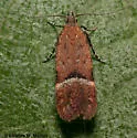 Eudactylota iobapta - Hodges#1913 - Eudactylota iobapta