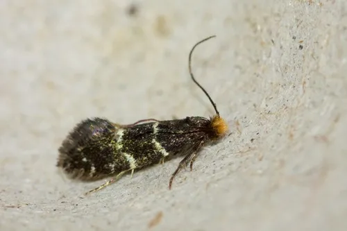 Eudarcia coemeteriiella