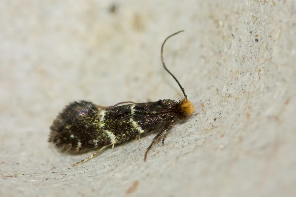 Eudarcia coemeteriiella - photo 2