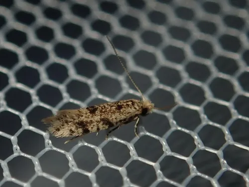 Eudarcia dentata