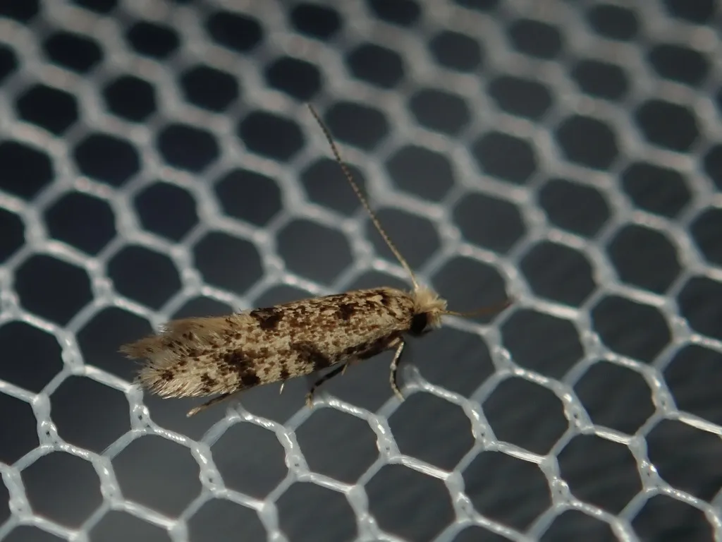 Eudarcia dentata - photo 2
