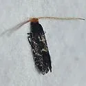 Eudarcia eunitariaeella - Hodges#0277 - photo 2