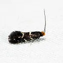 Eudarcia eunitariaeella - Hodges#0277 - photo 4