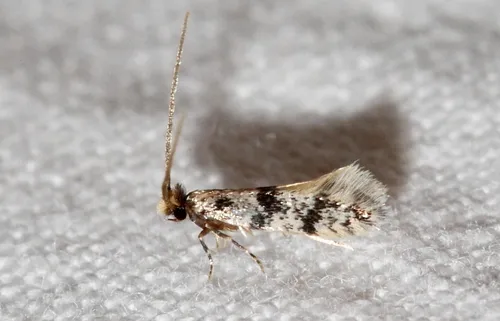 Eudarcia glaseri