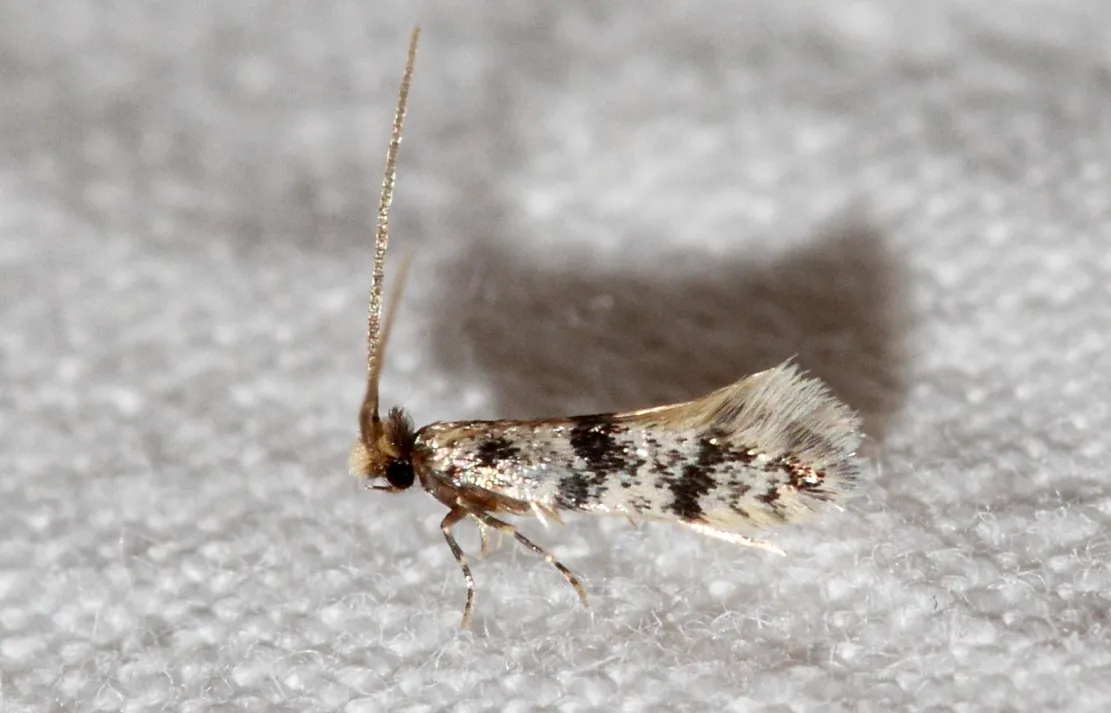 Eudarcia glaseri - photo 3
