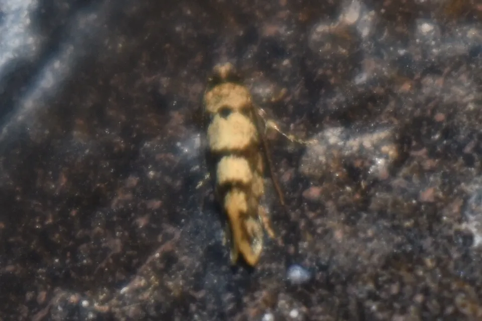 Eudarcia haliplancta - photo 2