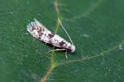 Eudarcia hedemanni