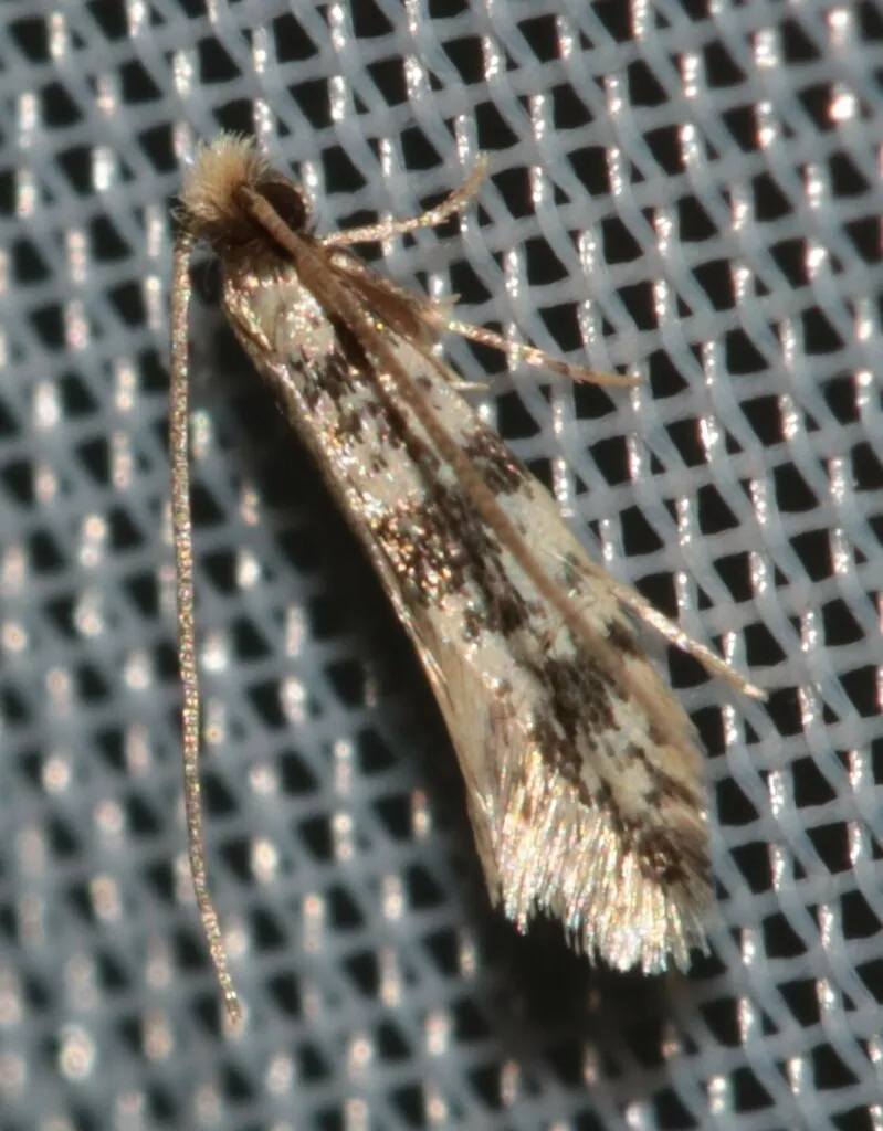 Eudarcia kasyi - photo 2