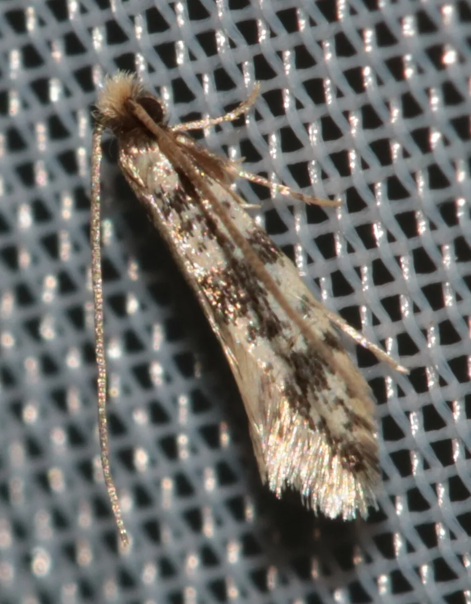 Eudarcia kasyi - photo 3
