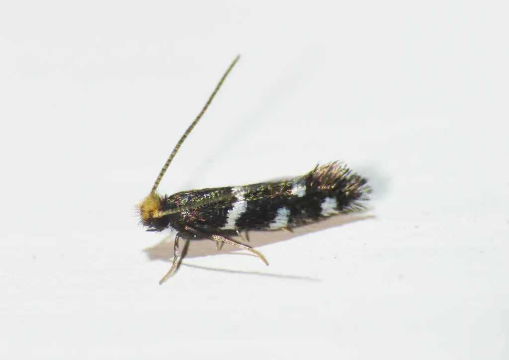 Eudarcia pagenstecherella - photo 2