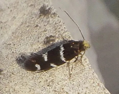 Dorset Tineid Moth - photo 2