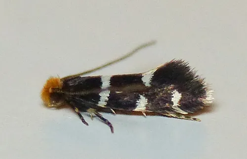 Eudarcia simulatricella - Hodges#0278