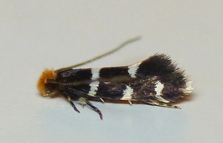 Eudarcia simulatricella - Hodges#0278 - photo 2