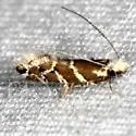 Eudarcia species-two