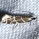 Eudarcia species-two - photo 2