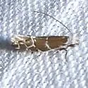 Eudarcia species-two - photo 3