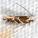 Eudarcia species-two - photo 4