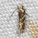 Eudarcia species-two - photo 5