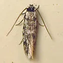 Eudarcia undescribed-meessiidae-one