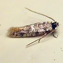 Eudarcia undescribed-meessiidae-one - photo 2