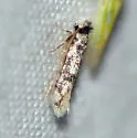 Eudarcia undescribed-meessiidae-one - photo 3