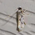 Eudarcia undescribed-meessiidae-one - photo 4