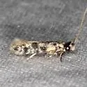 Eudarcia undescribed-meessiidae-one - photo 5