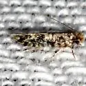 Eudarcia undescribed-meessiidae-two