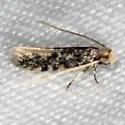 Eudarcia undescribed-meessiidae-two - photo 2