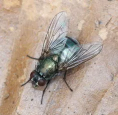 Eudasyphora cyanella