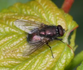 Eudasyphora cyanella - photo 2