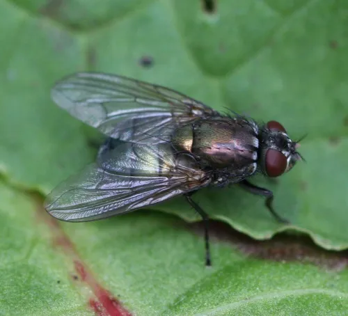 Eudasyphora cyanella - photo 3