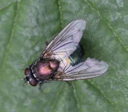 Eudasyphora cyanella - photo 4