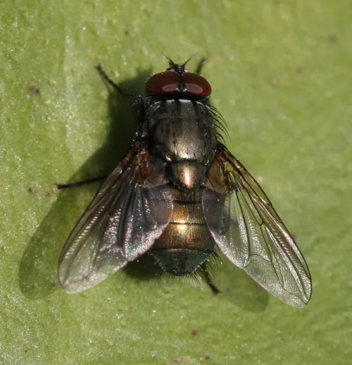 Eudasyphora cyanella - photo 5