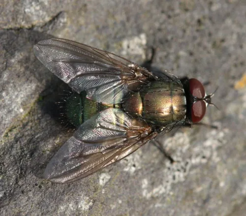 Eudasyphora cyanella - photo 6