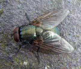 Eudasyphora cyanella - photo 7