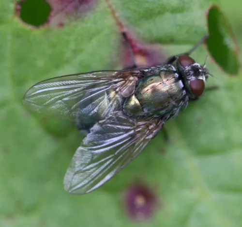 Eudasyphora cyanella - photo 8