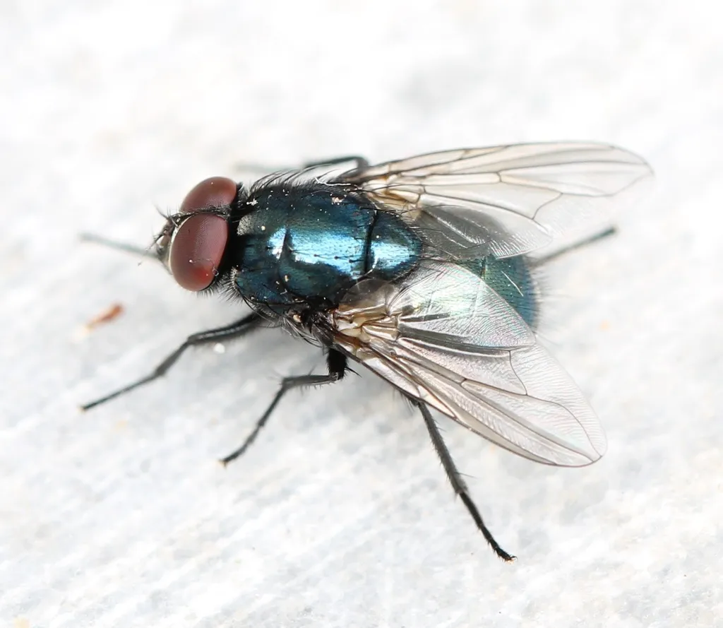 Eudasyphora cyanicolor