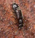 Eudectus crassicornis - photo 4