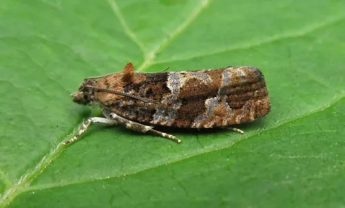 Eudemis profundana - Eudemis profundana