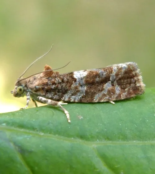 Eudemis profundana - photo 2