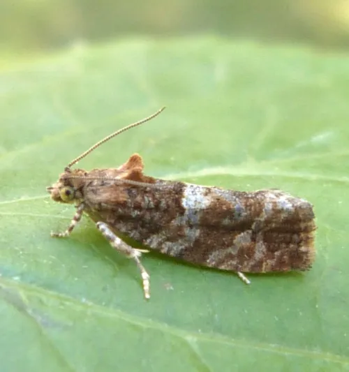 Eudemis profundana - photo 4