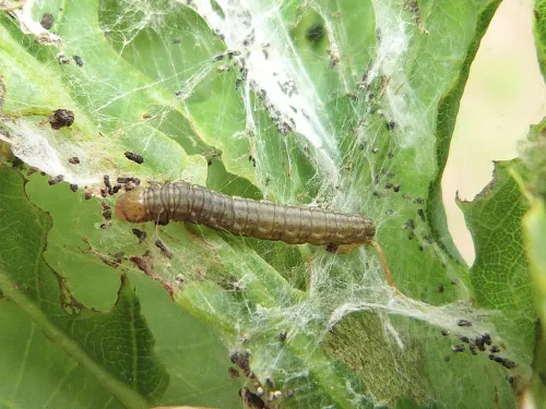 Eudemis profundana - photo 5