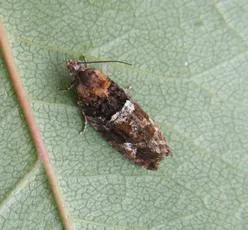 Eudemis profundana - photo 6