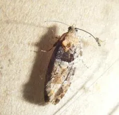 Eudemis profundana - photo 7