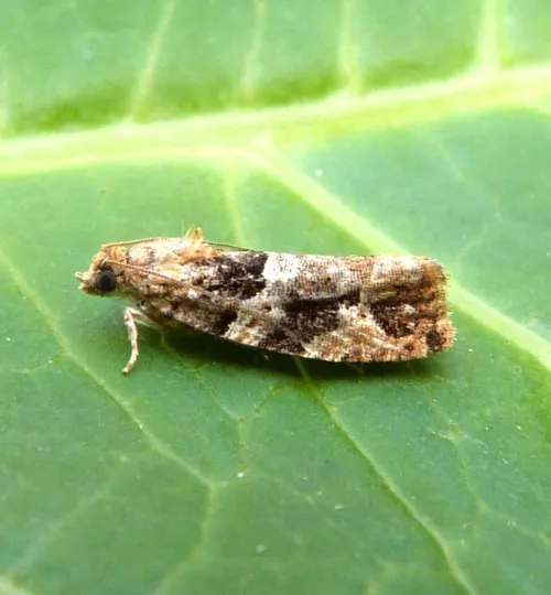 Eudemis profundana - photo 8