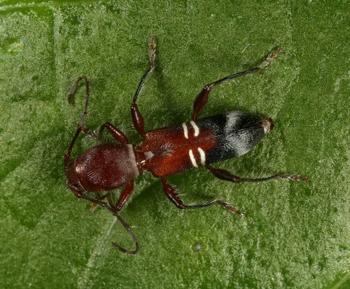 Euderces bicinctus - photo 2