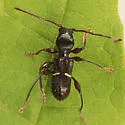 Euderces picipes