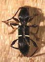 Euderces picipes - photo 2